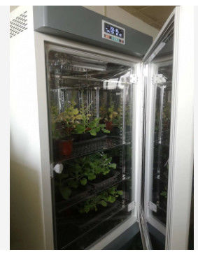 LIYI Câmara de Crescimento de Plantas Clima Artificial Máquina de Germinação de Sementes Câmaras de Clima Ambiental